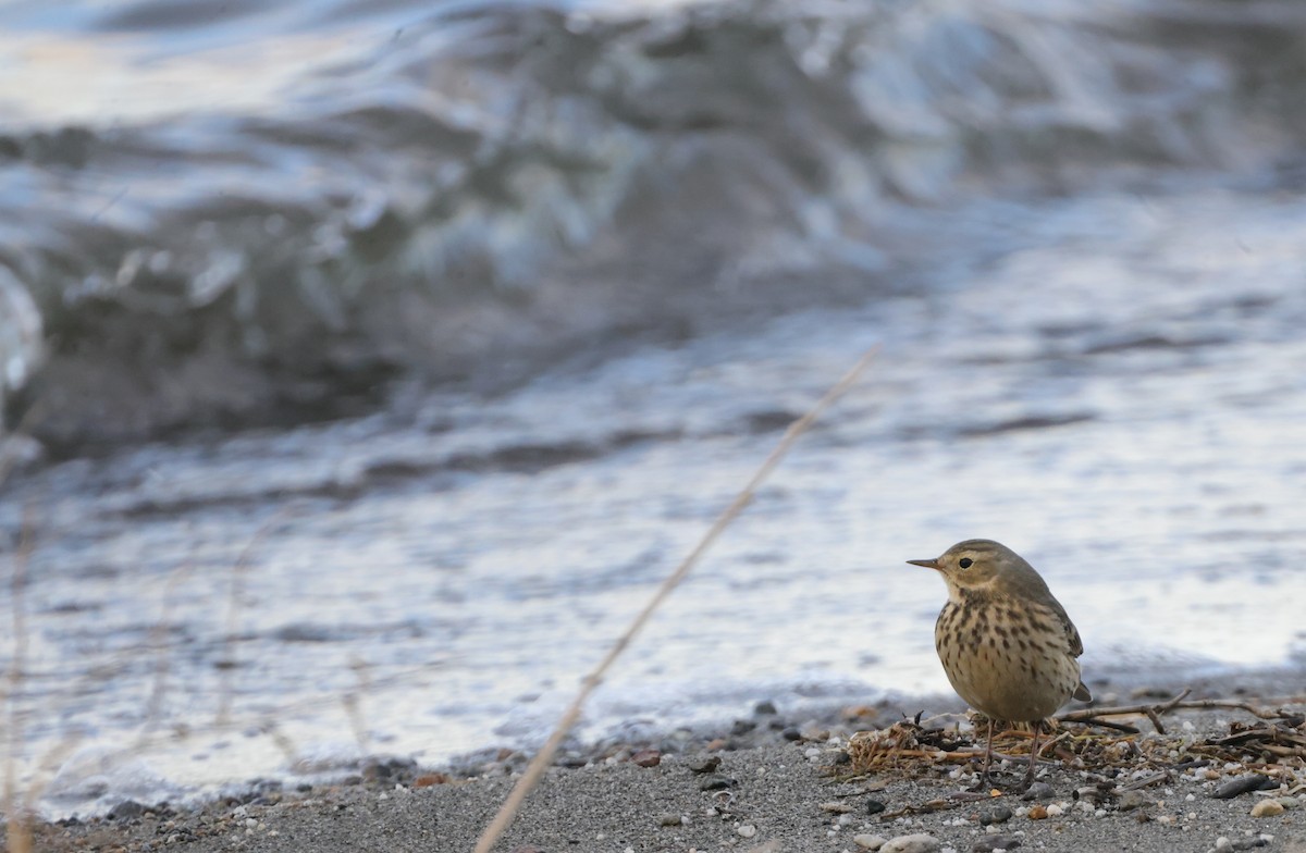 American Pipit - ML626967416