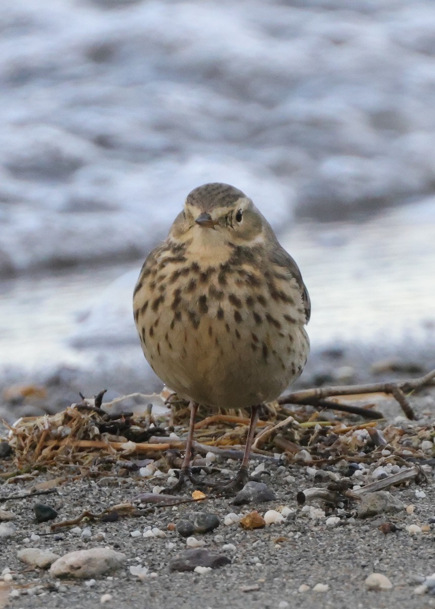 American Pipit - ML626967482