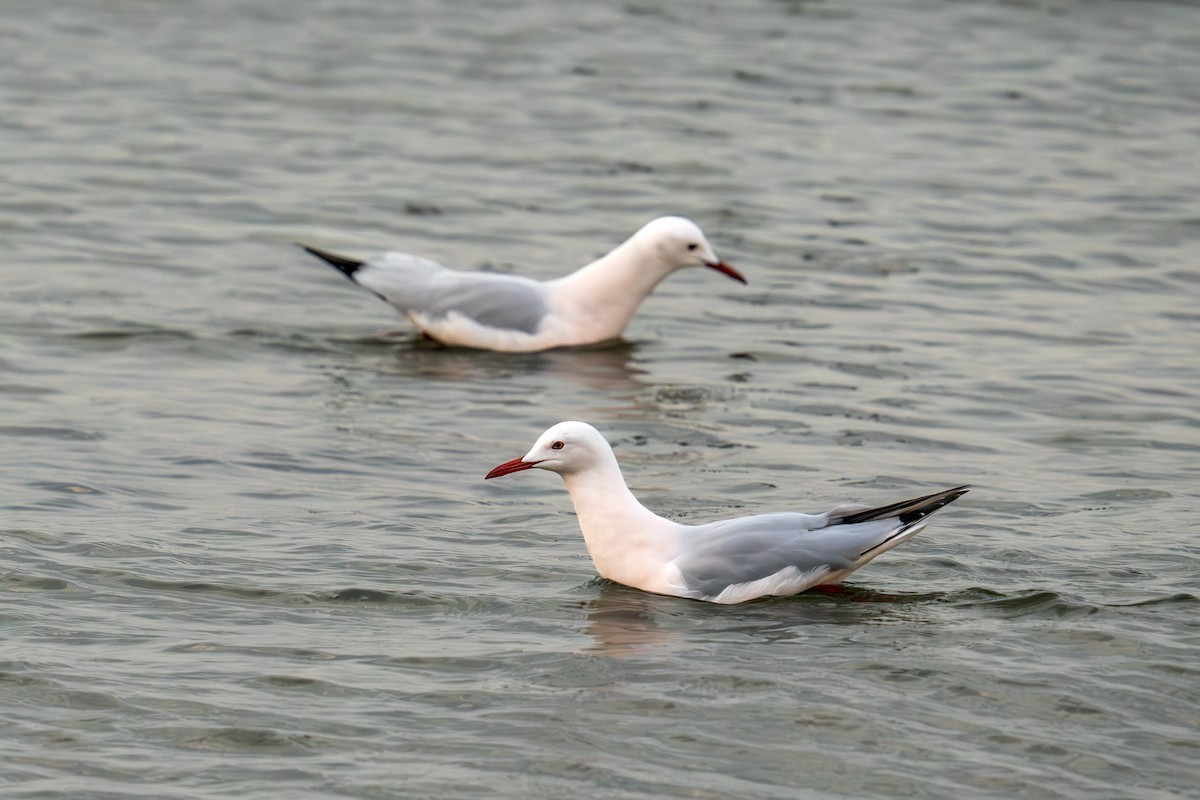 Slender-billed Gull - Levent Uysal