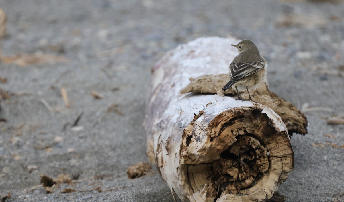 American Pipit - ML626967565