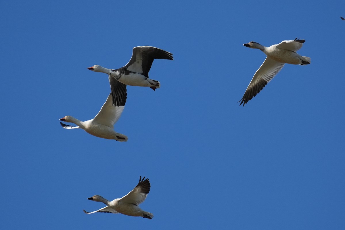 Snow Goose - ML626967630