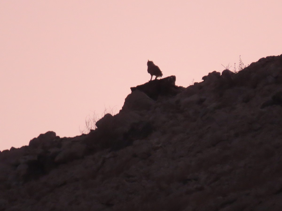 Pharaoh Eagle-Owl - ML626967655