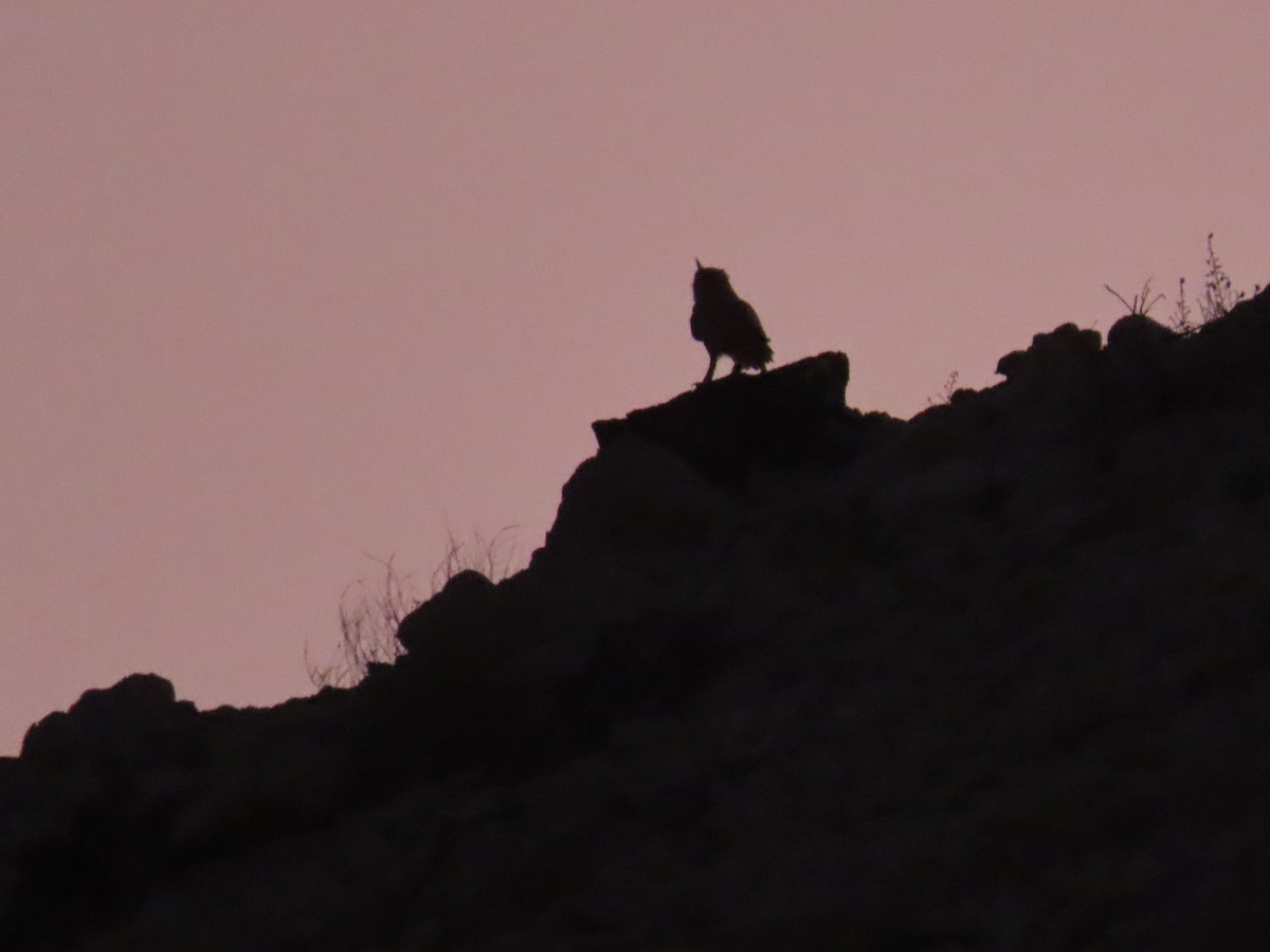 Pharaoh Eagle-Owl - ML626967657