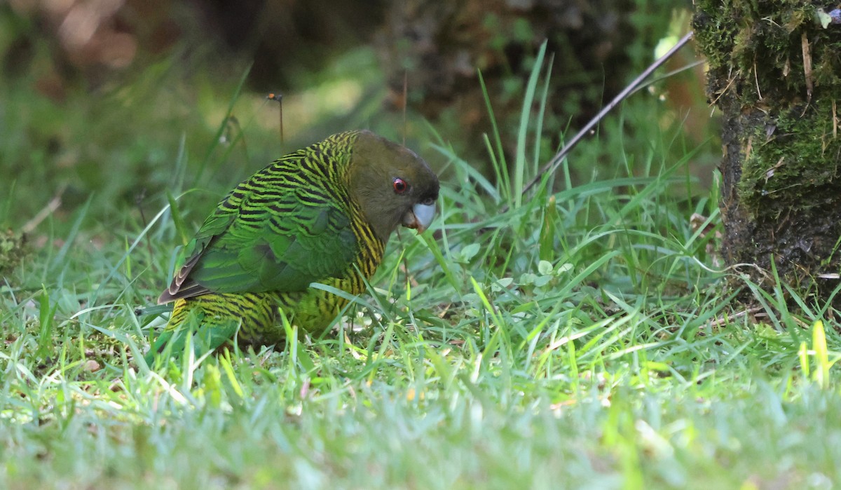 Brehm's Tiger-Parrot - ML626967708