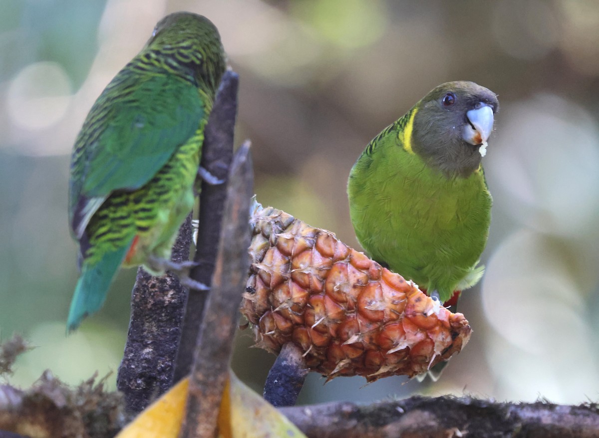 Brehm's Tiger-Parrot - ML626967711