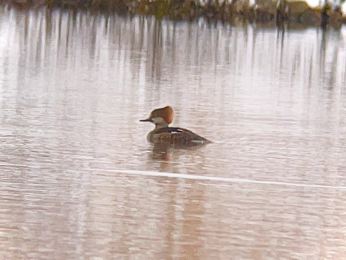 Hooded Merganser - ML626967887