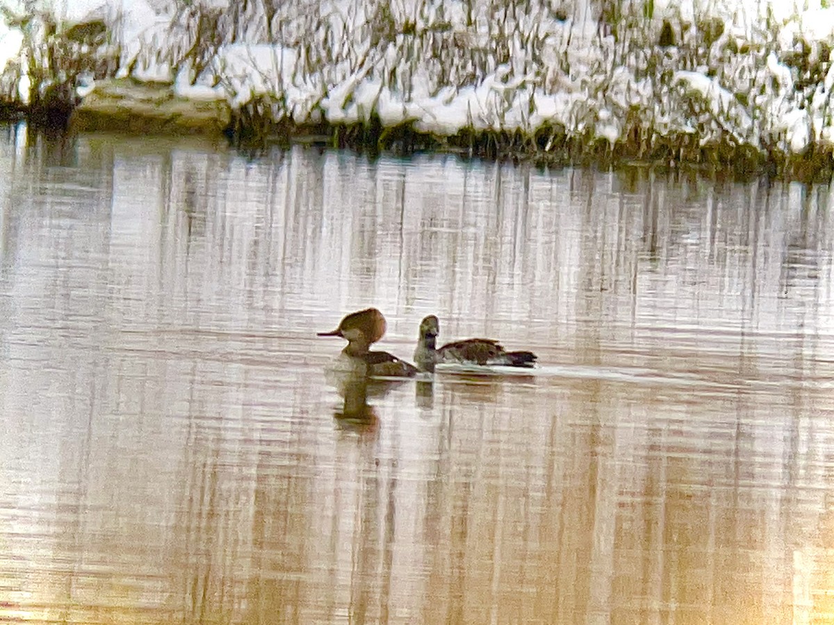 Hooded Merganser - ML626967888