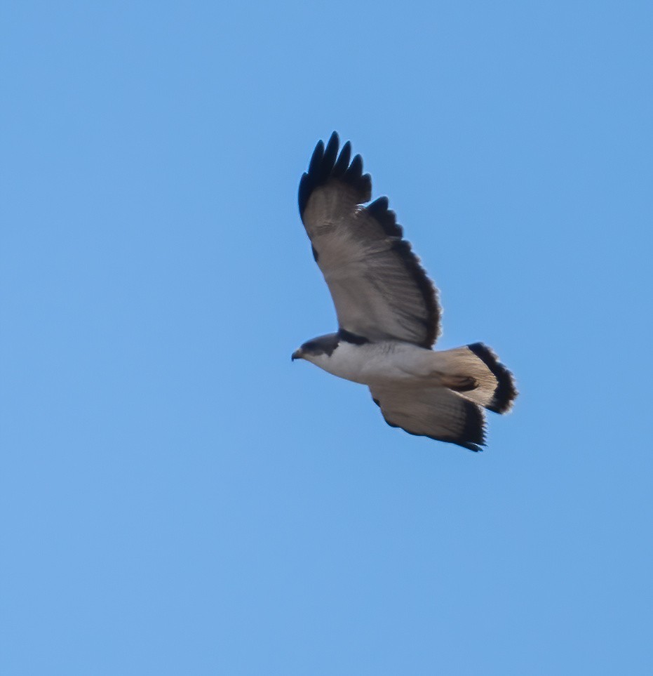 Variable Hawk (Red-backed) - ML626968100