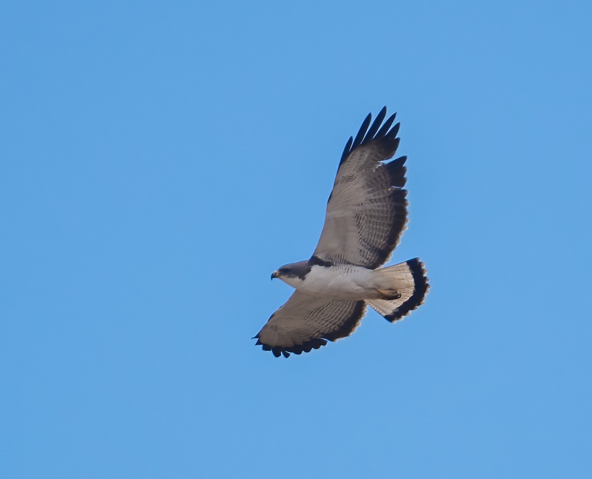 Variable Hawk (Red-backed) - ML626968101