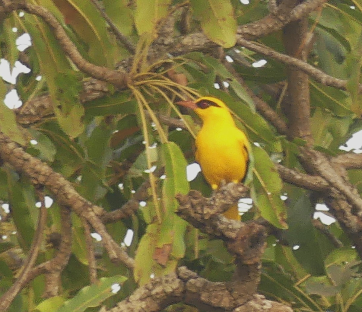 African Golden Oriole - ML626968525