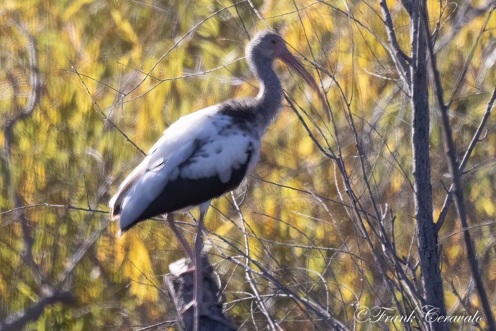 White Ibis - ML626968585