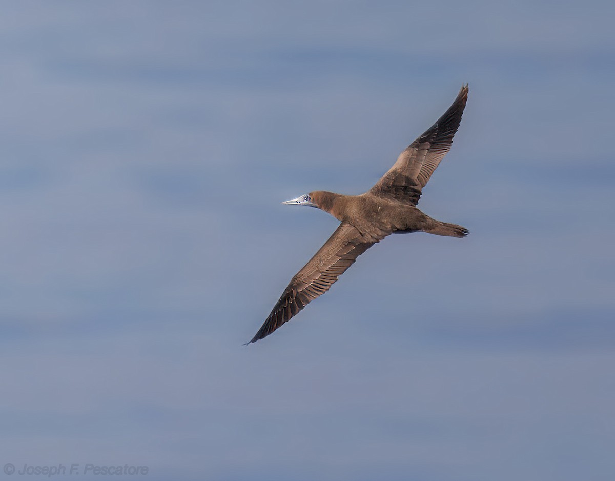 Brown Booby - ML626968586