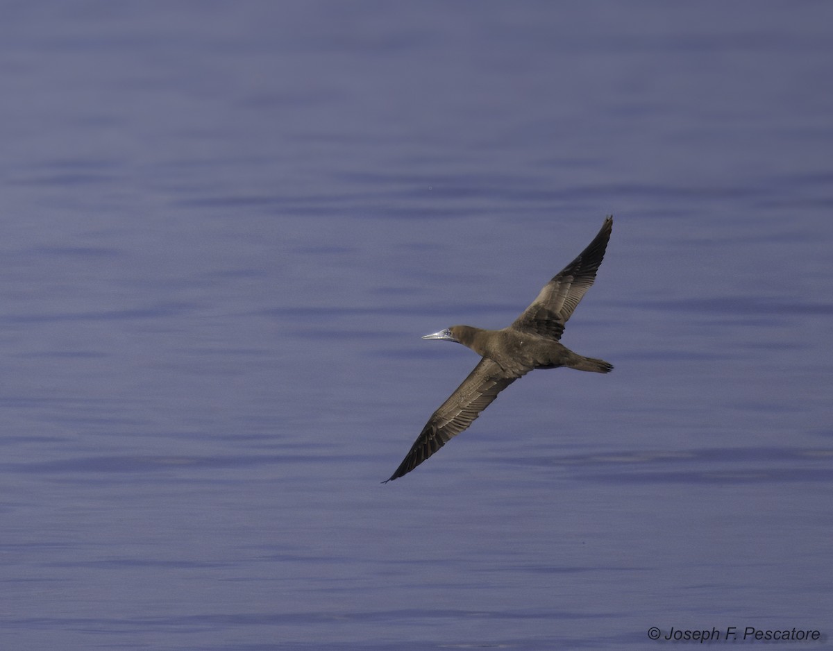 Brown Booby - ML626968588