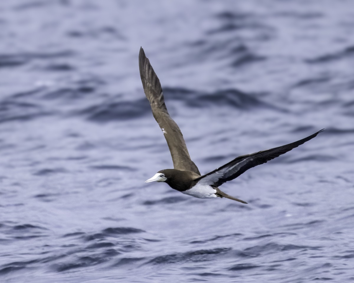 Brown Booby - ML626968589