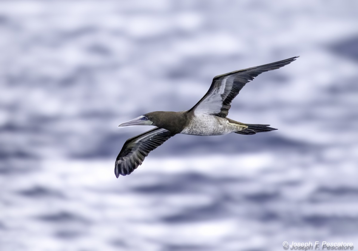 Brown Booby - ML626968590