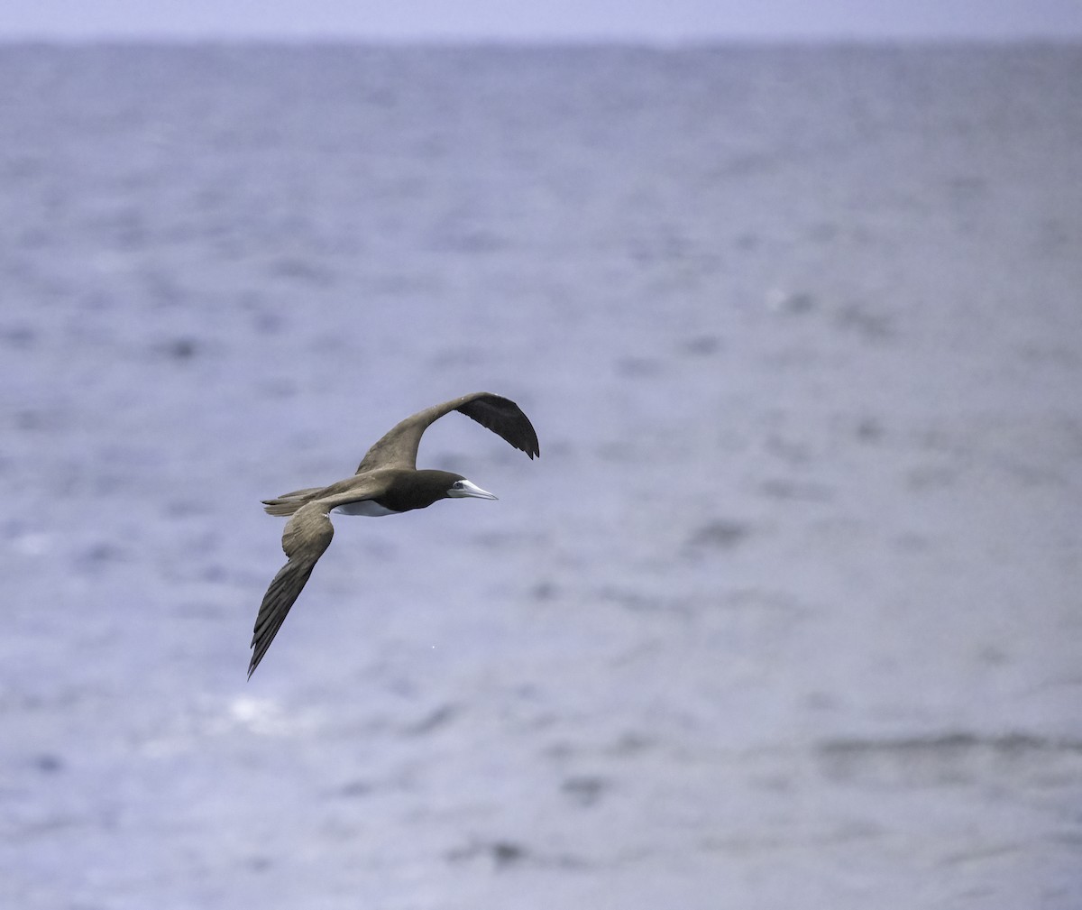 Brown Booby - ML626968591