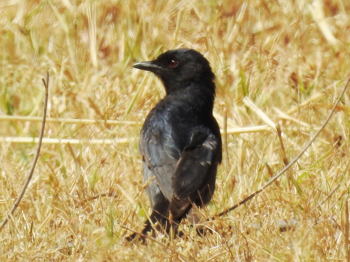Southern Black-Flycatcher - ML626968764