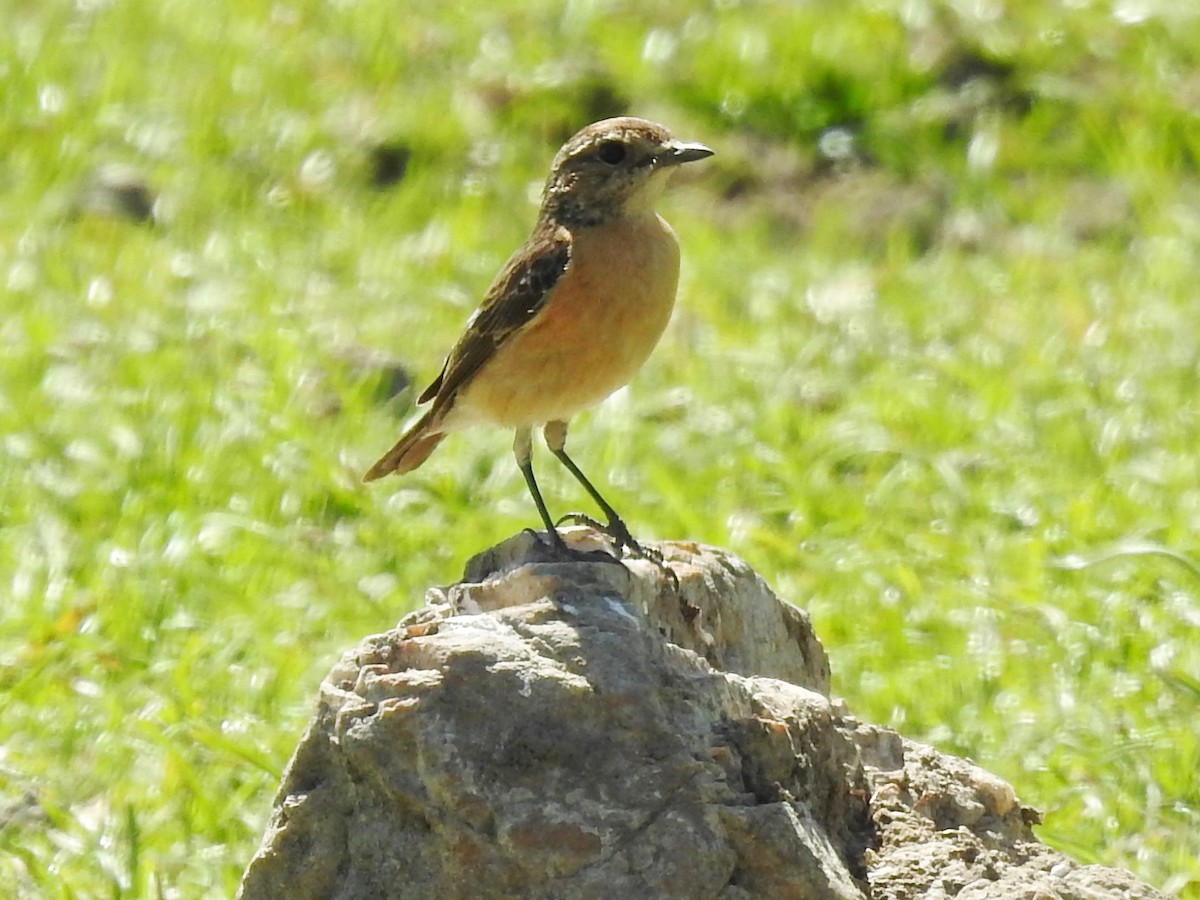 African Stonechat (African) - ML626968799