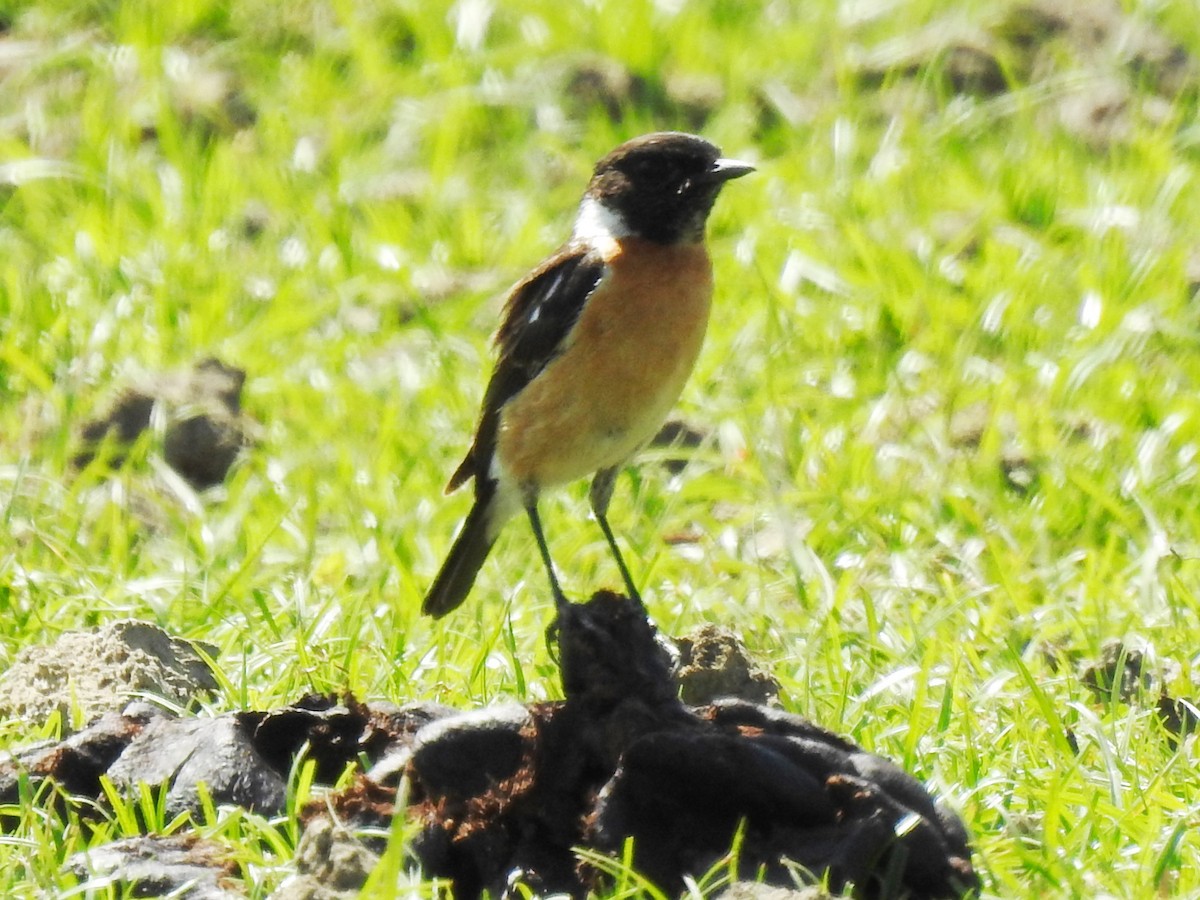 African Stonechat (African) - ML626968816