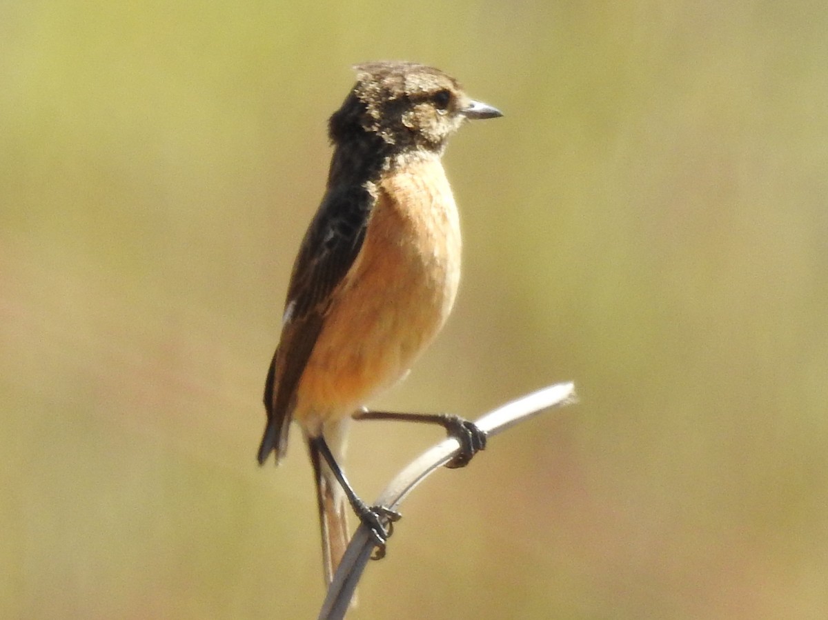 African Stonechat (African) - ML626968857