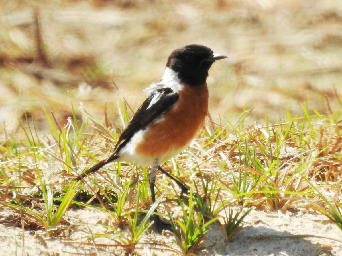 African Stonechat (African) - ML626968881