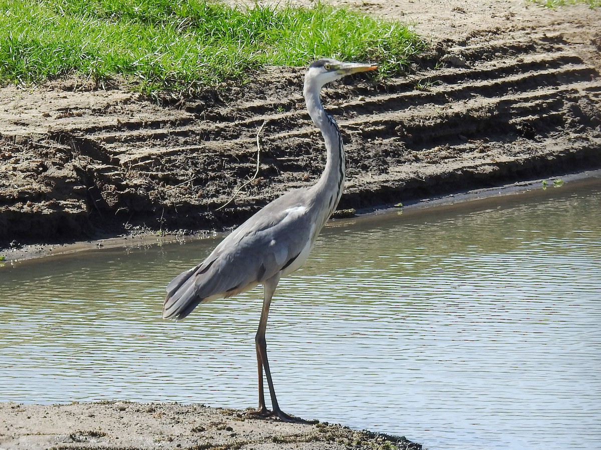 Gray Heron - ML626968891