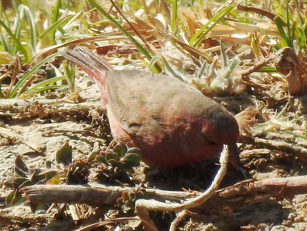 Red-billed Firefinch - ML626968921