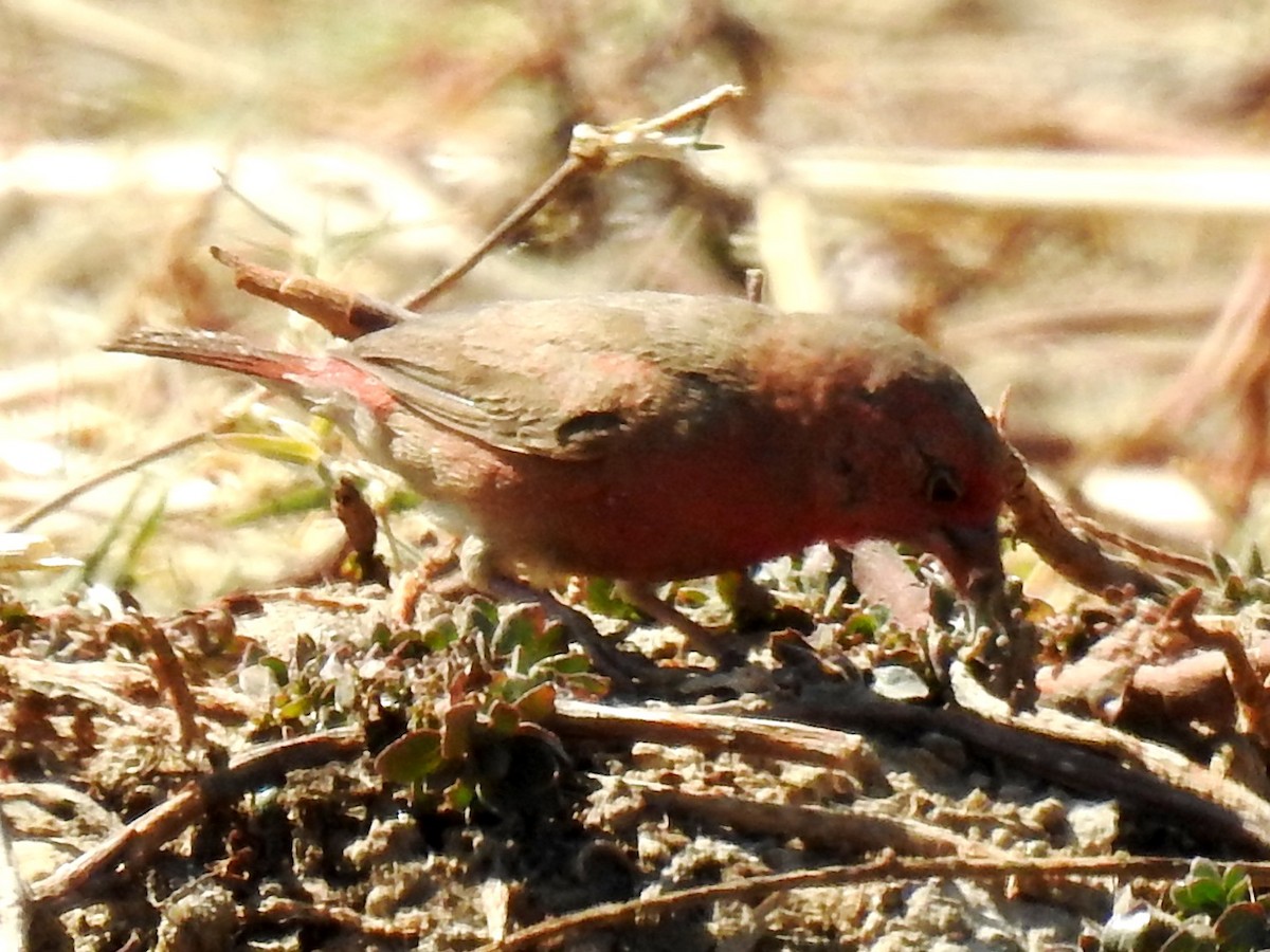 Red-billed Firefinch - ML626968922