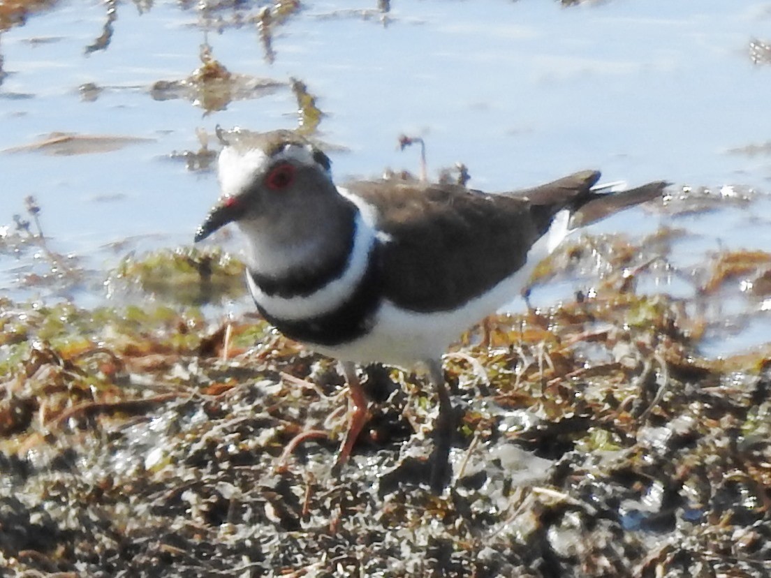 Three-banded Plover - ML626968952