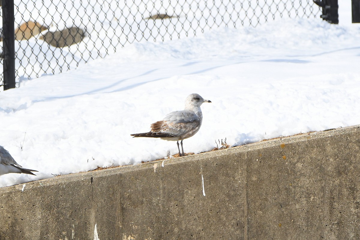 Ring-billed Gull - ML626968981