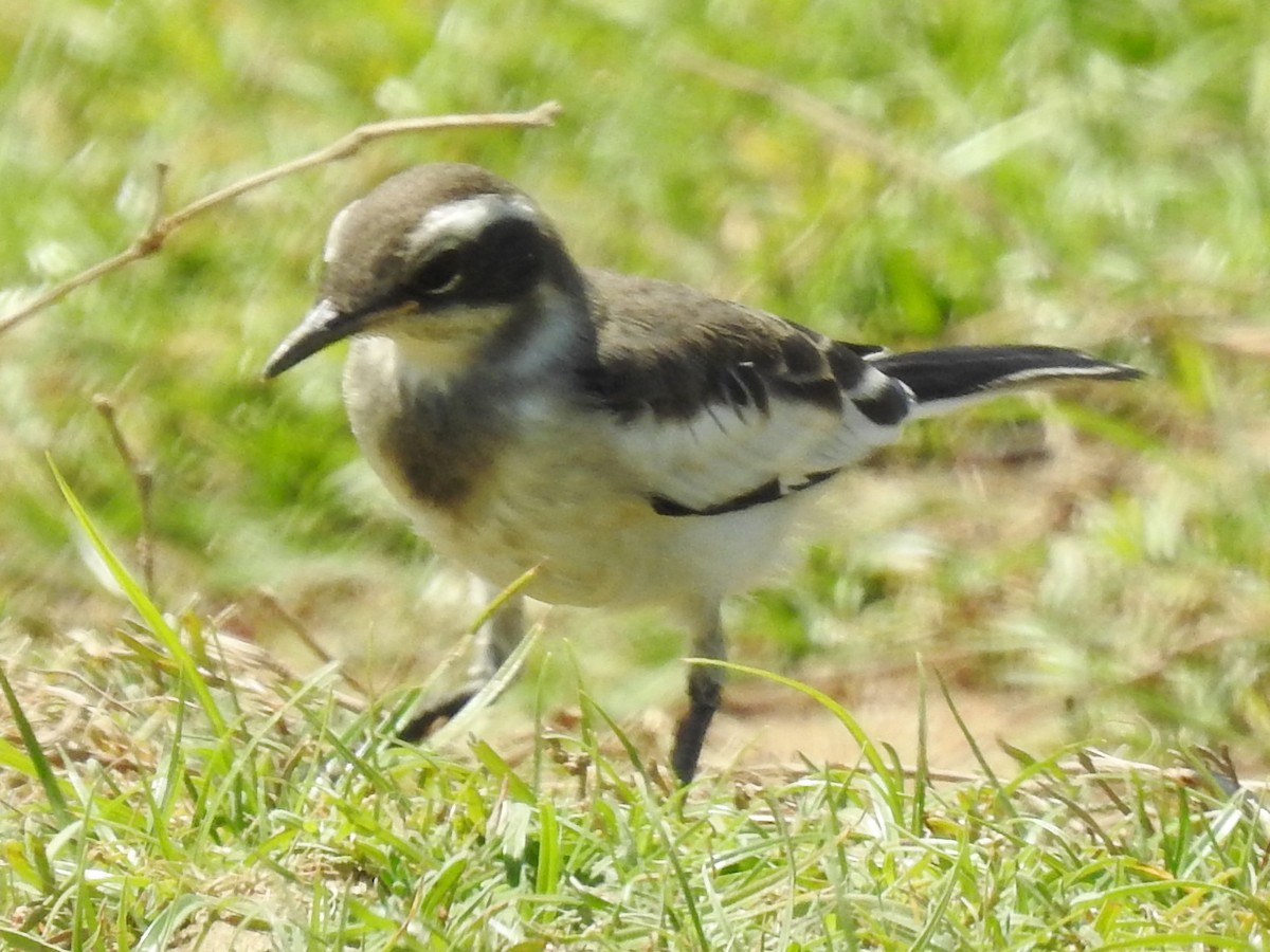 African Pied Wagtail - ML626968995