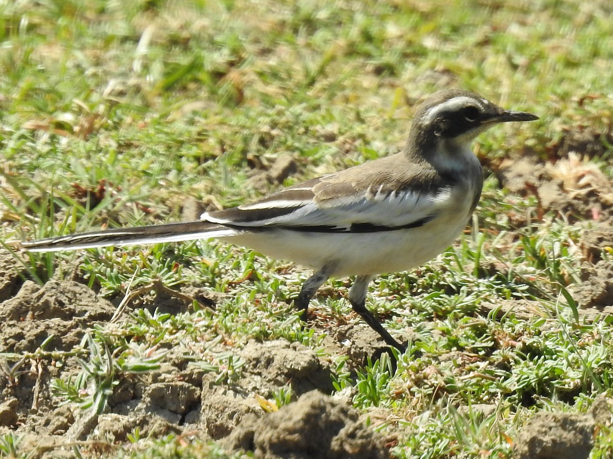 African Pied Wagtail - ML626968996