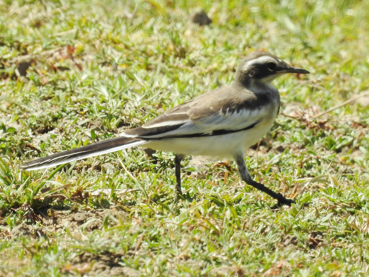 African Pied Wagtail - ML626968997
