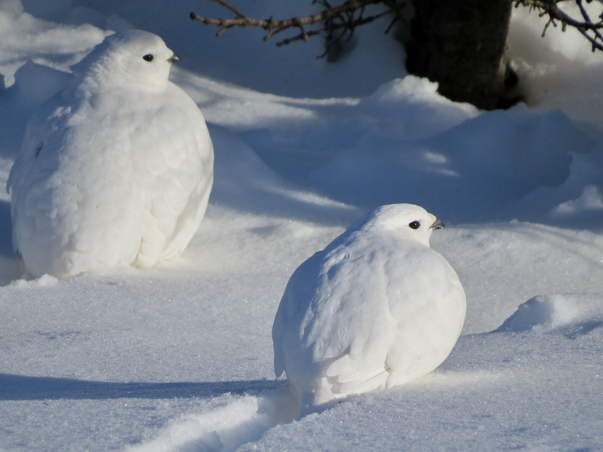 White-tailed Ptarmigan - ML626969035