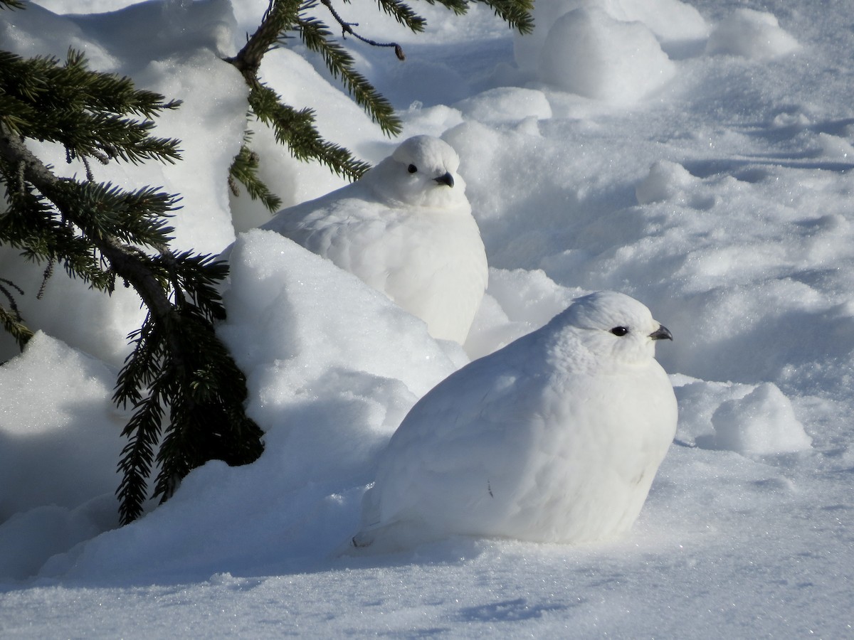 White-tailed Ptarmigan - ML626969036