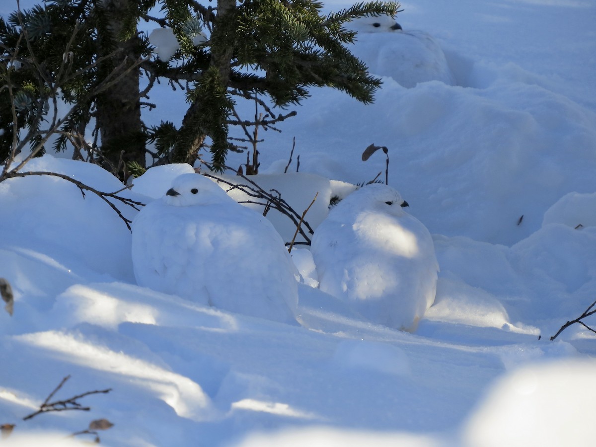 White-tailed Ptarmigan - ML626969037