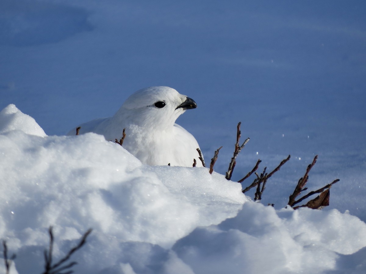 White-tailed Ptarmigan - ML626969038