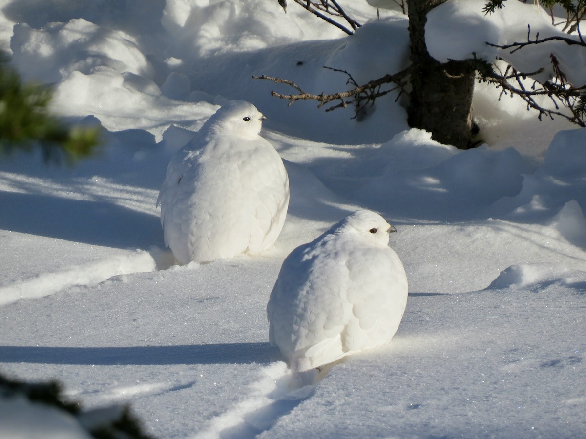 White-tailed Ptarmigan - ML626969039