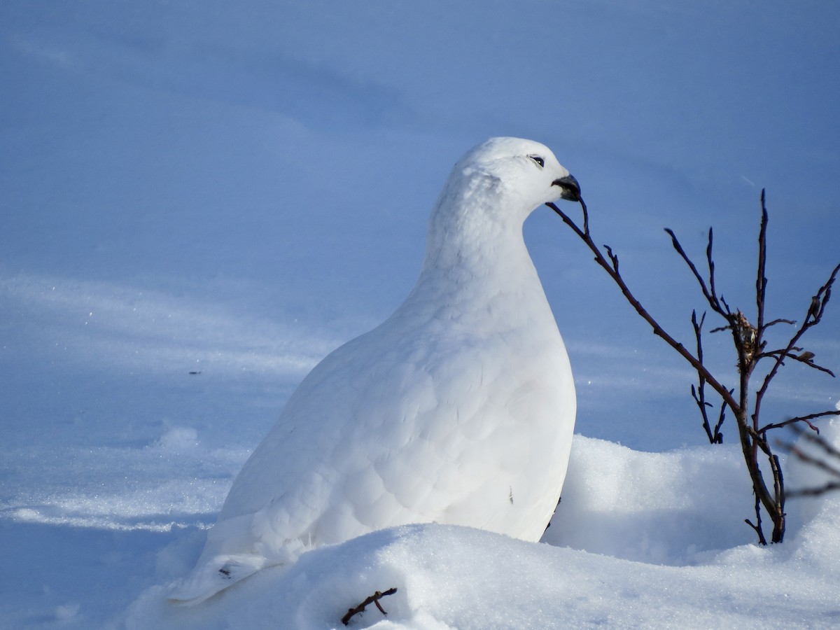 White-tailed Ptarmigan - ML626969040