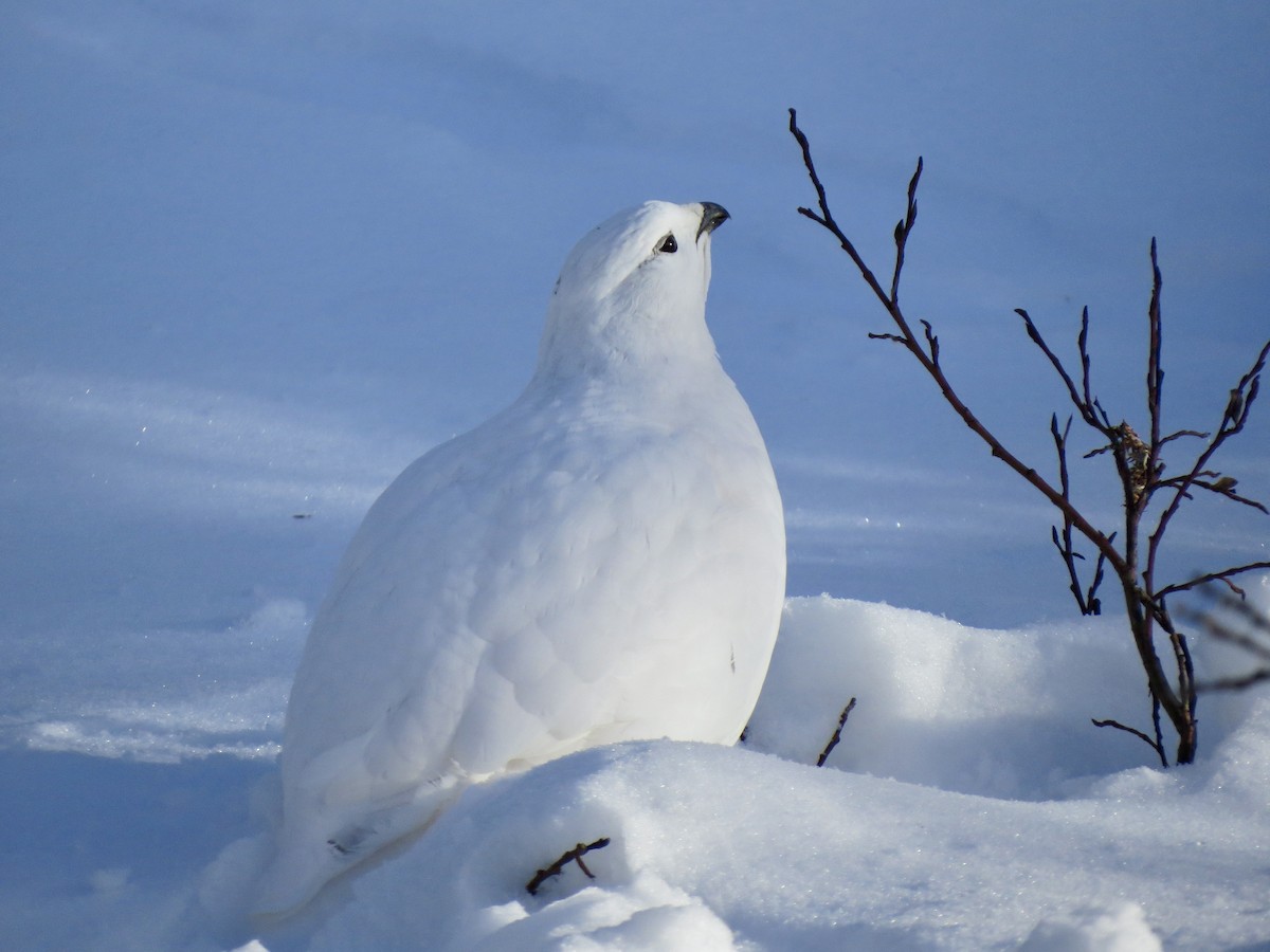 White-tailed Ptarmigan - ML626969041