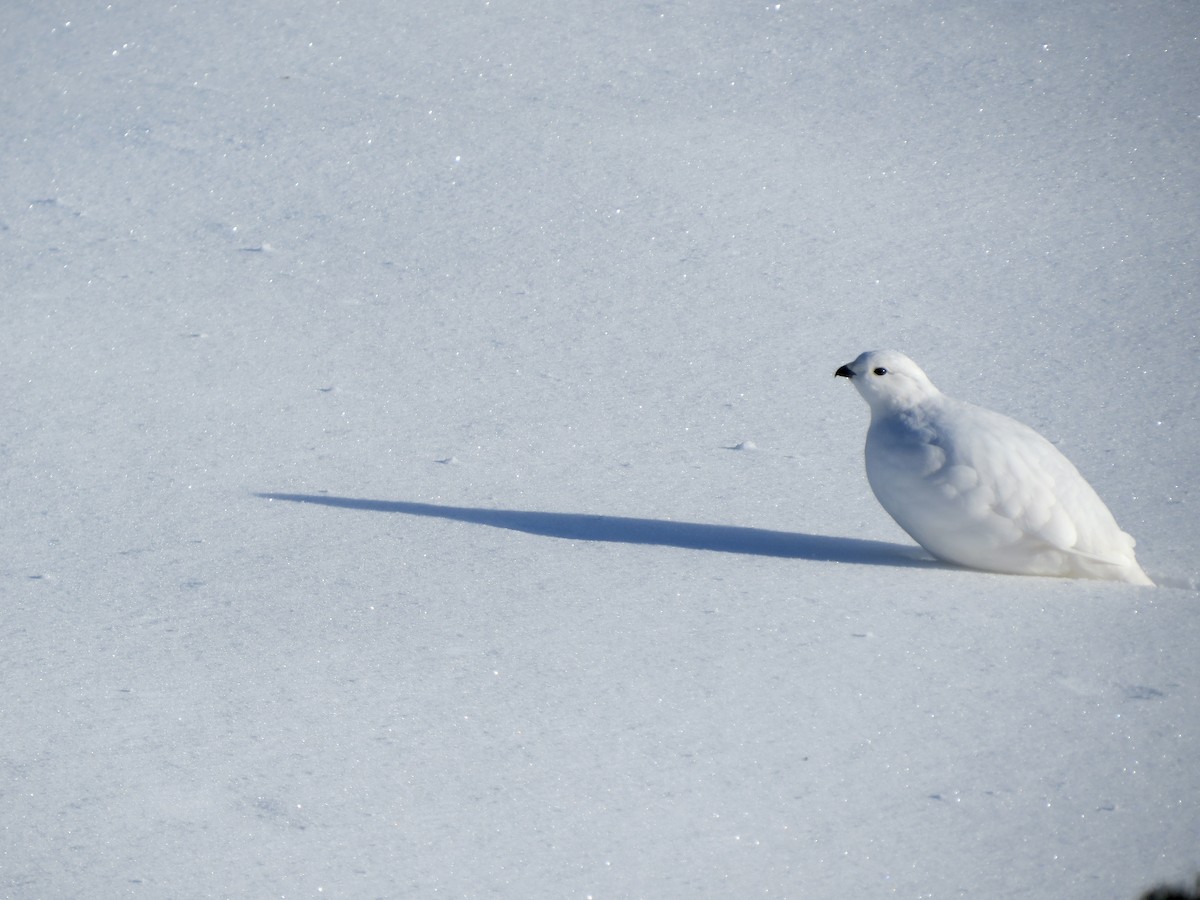 White-tailed Ptarmigan - ML626969042