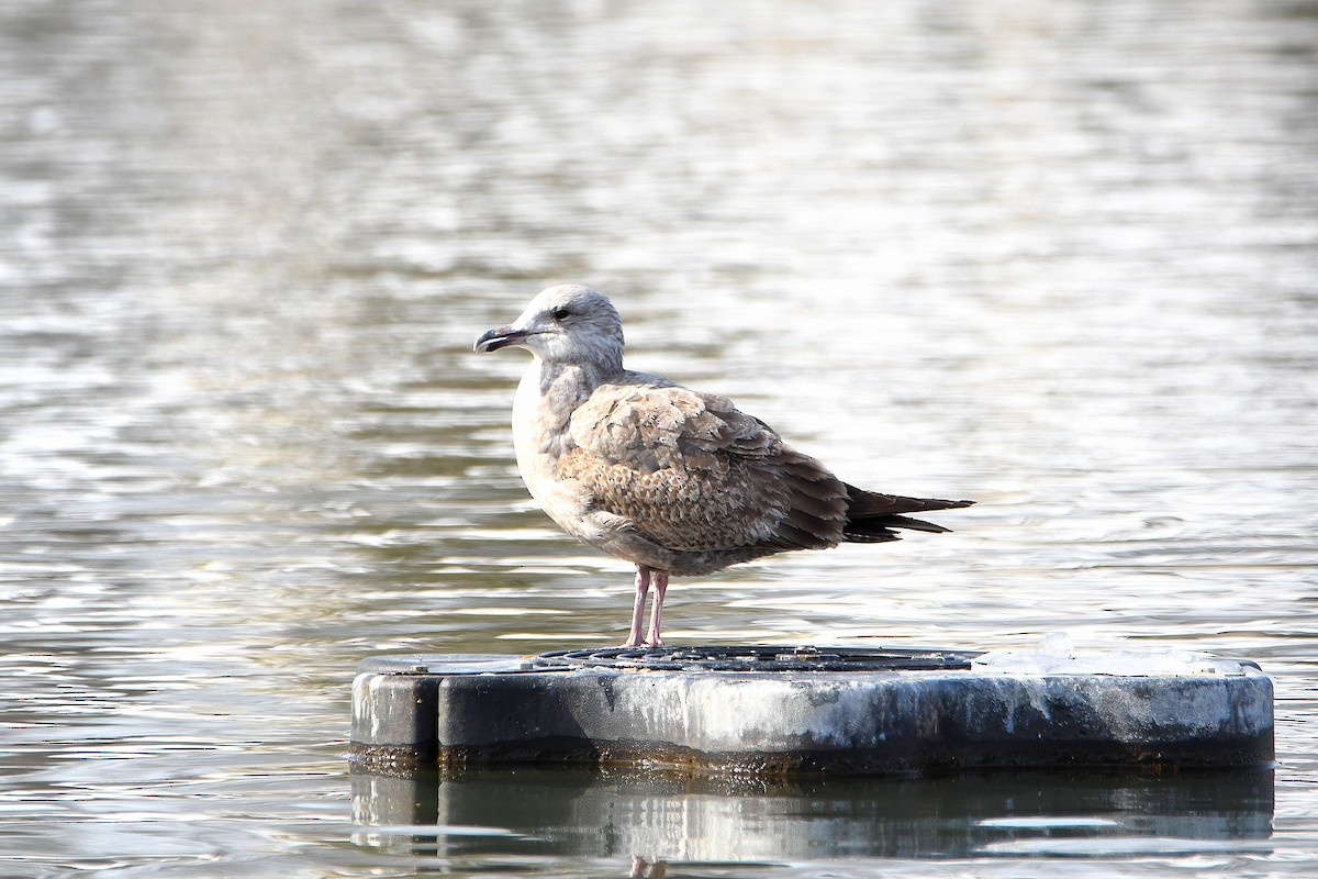 American Herring Gull - ML626969043