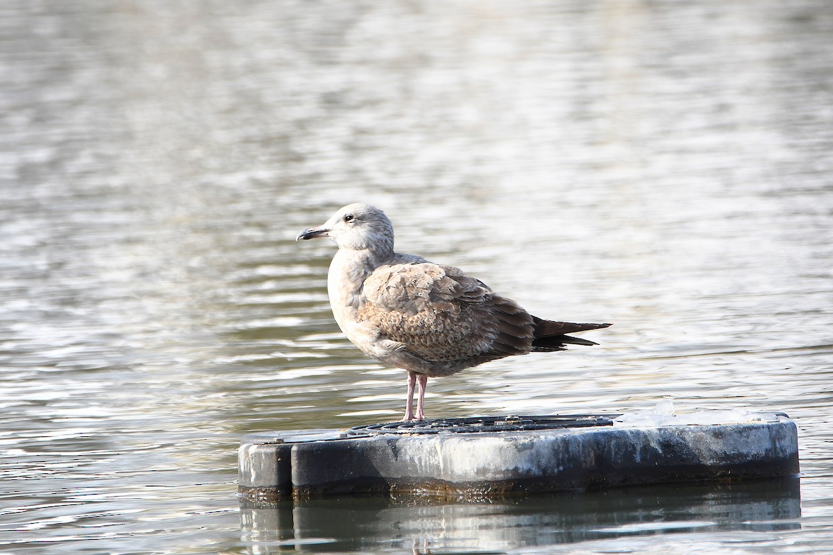 American Herring Gull - ML626969044