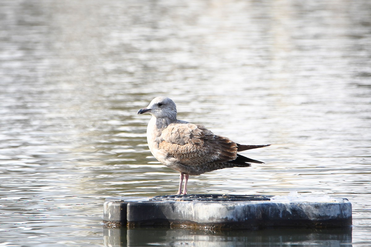 American Herring Gull - ML626969045