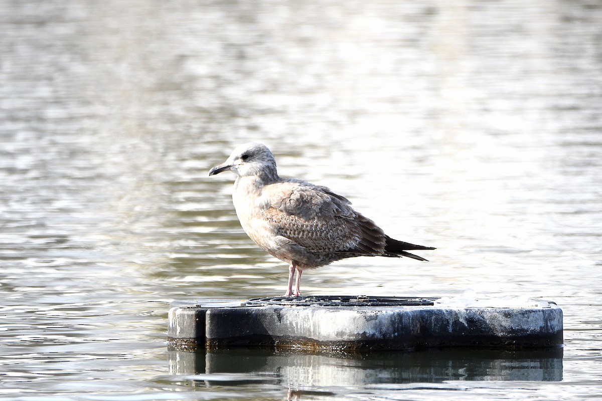 American Herring Gull - ML626969046