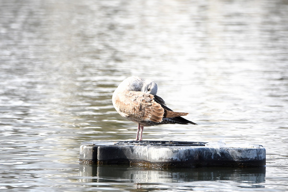 American Herring Gull - ML626969047