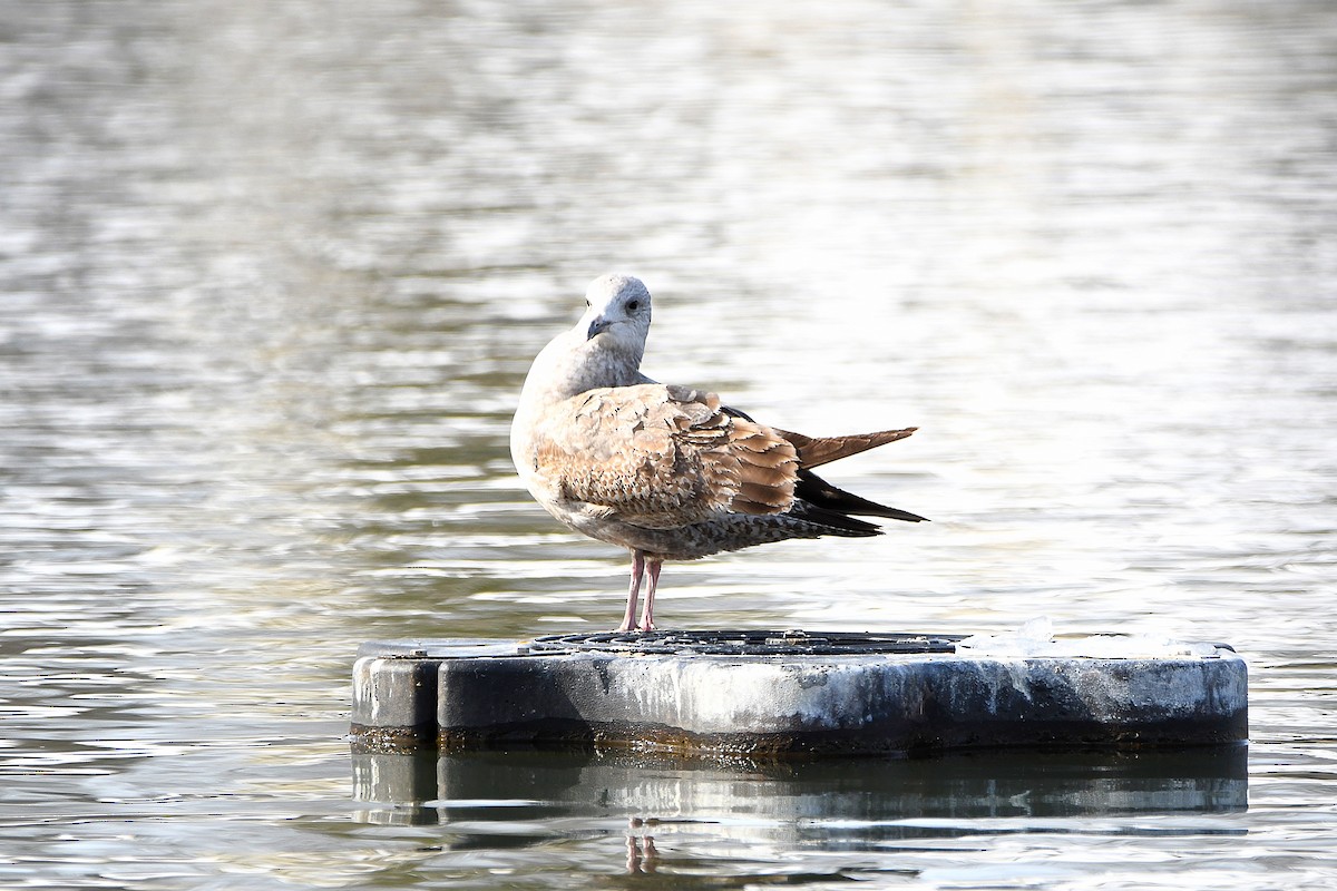 American Herring Gull - ML626969048