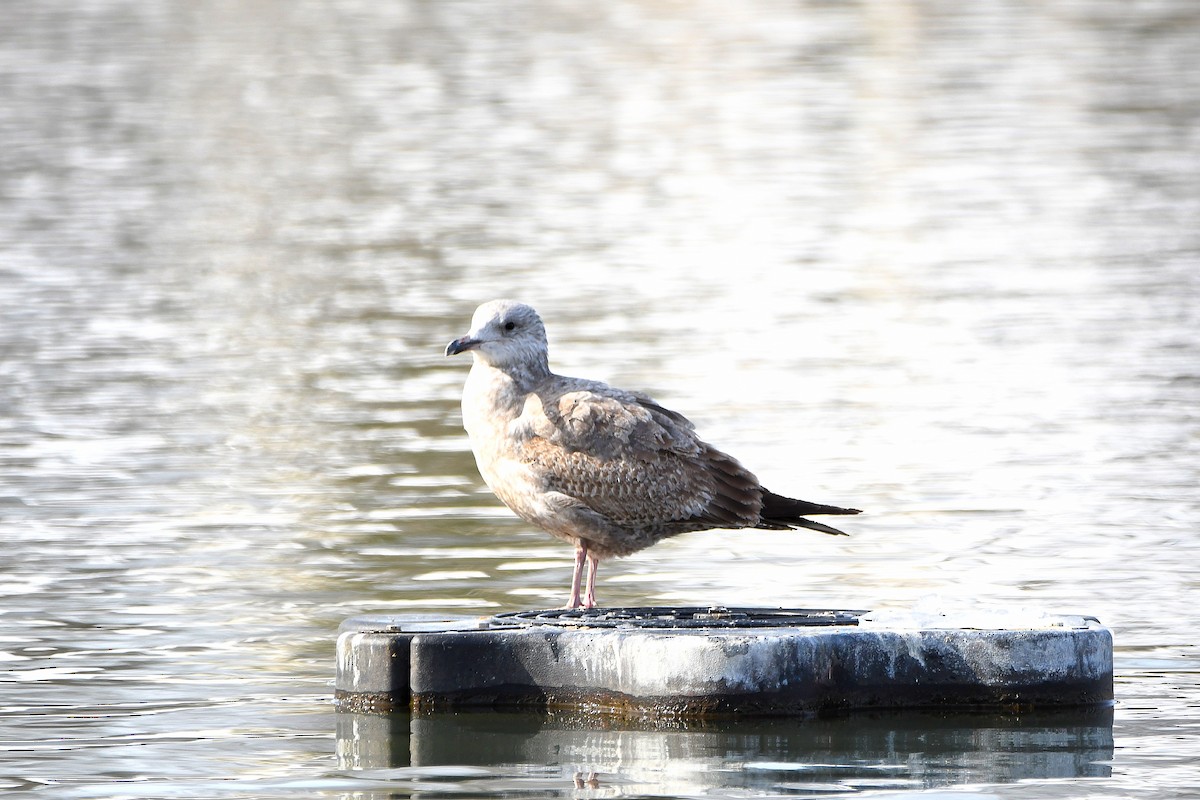 American Herring Gull - ML626969049