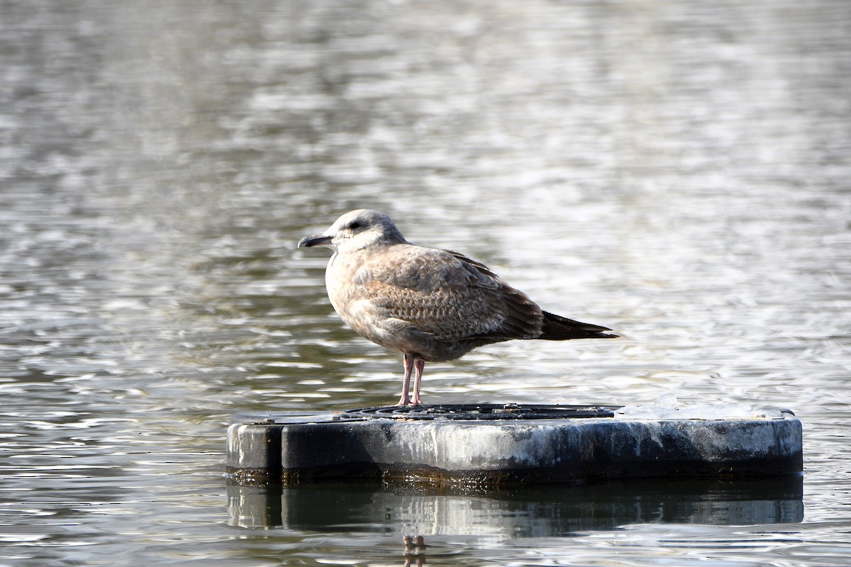 American Herring Gull - ML626969075