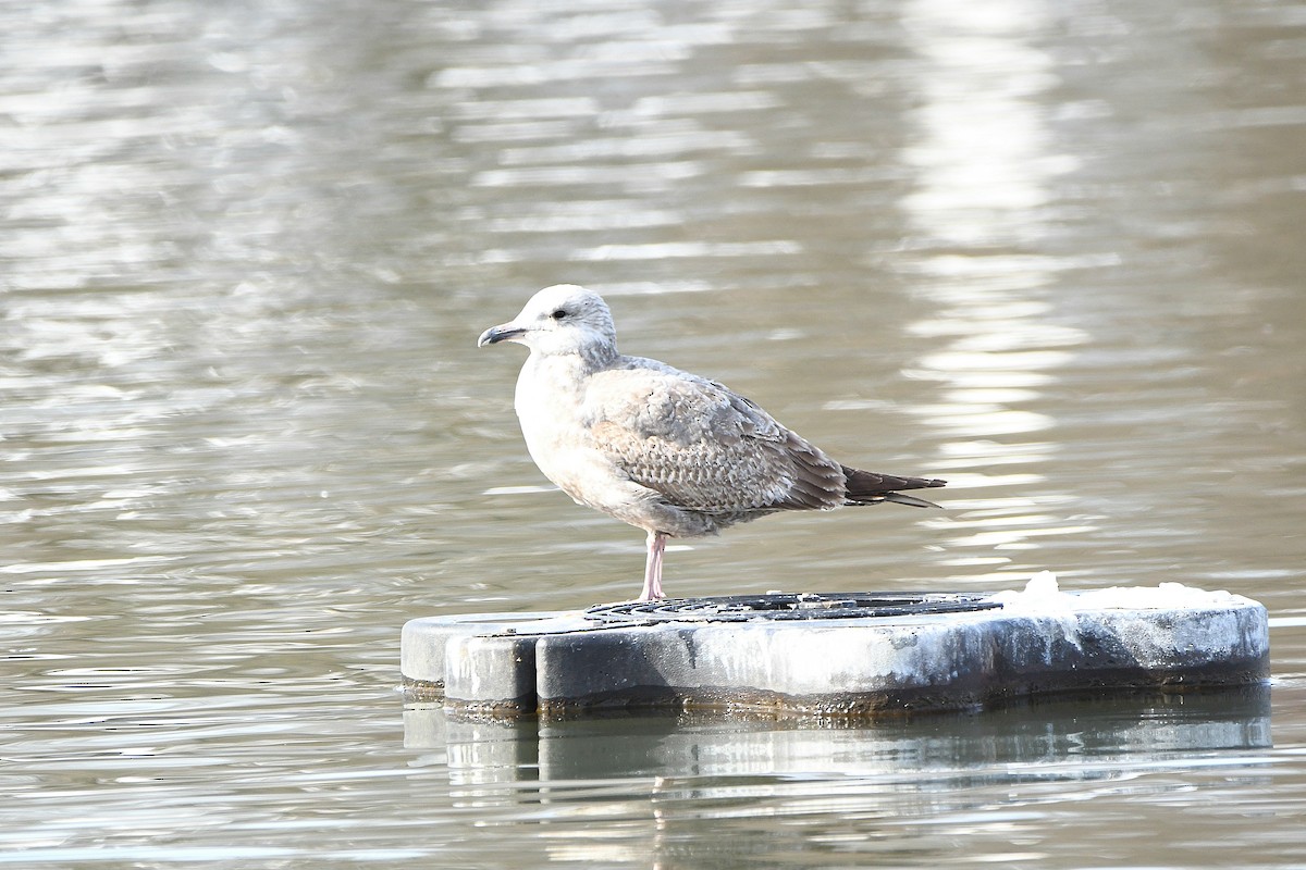 American Herring Gull - ML626969083